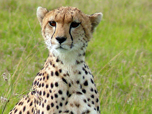 A cheetah.