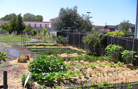 Phat beets garden