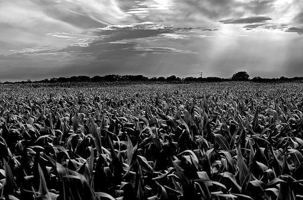 A dark cornfield