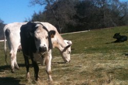 Happy cows on the Gates farm. 