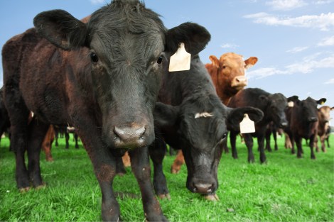 cows grazing beef