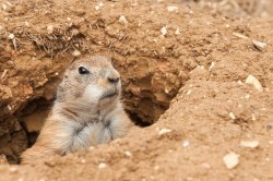 Prairie dog populations were among the wildlife hit hard by last year's Great Plains drought.