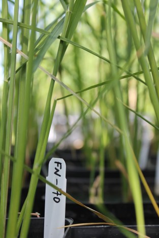 Mutation breed rice
