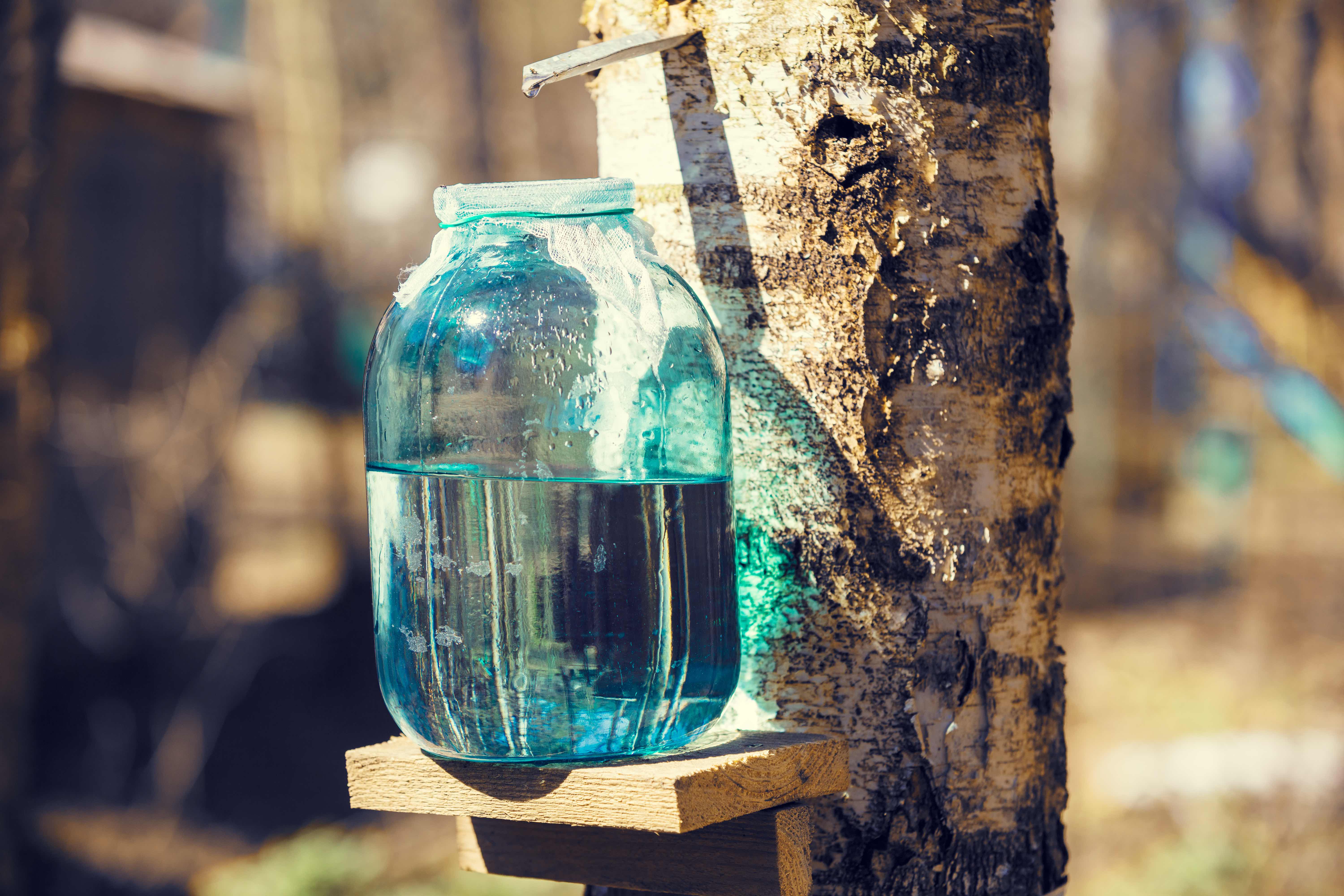 Production of birch sap in a glass jar in the forest.