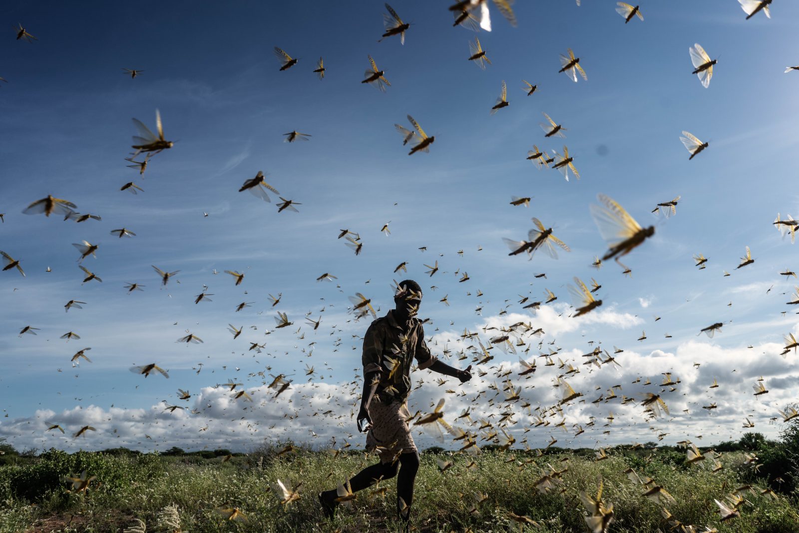 Locust swarms in Kenya