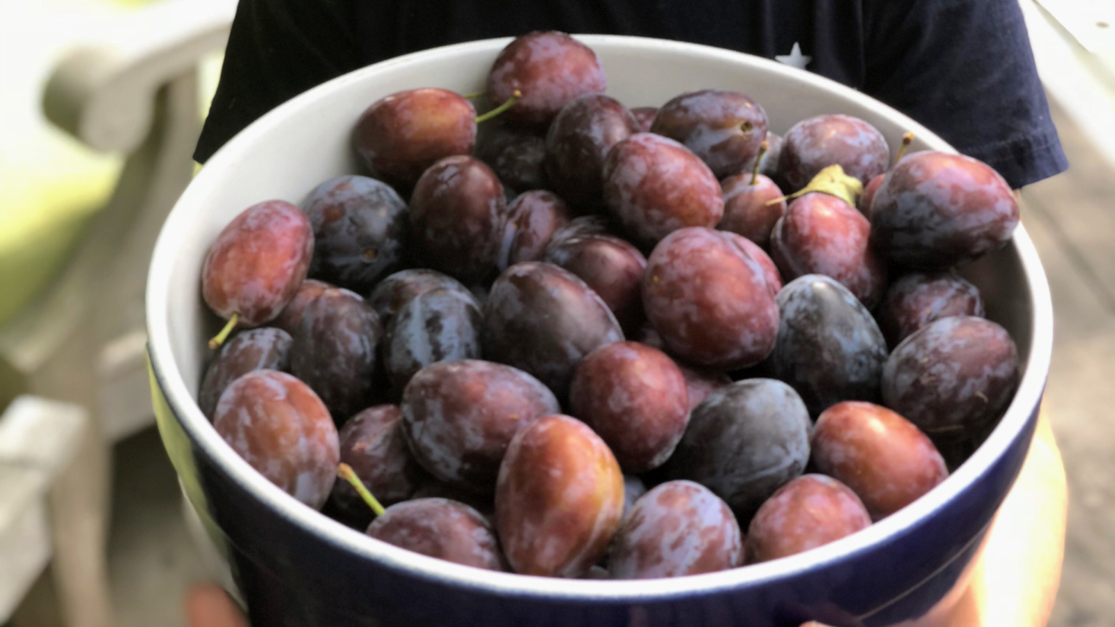 A bowl full of ripe plums