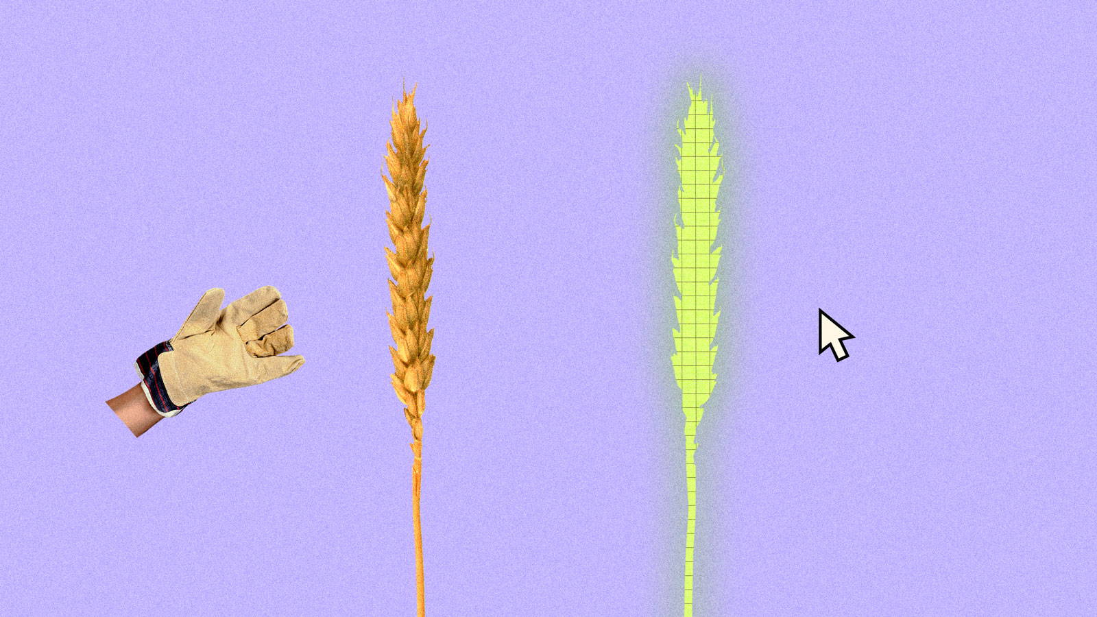 Real wheat stalk alongside its computer generated counterpart