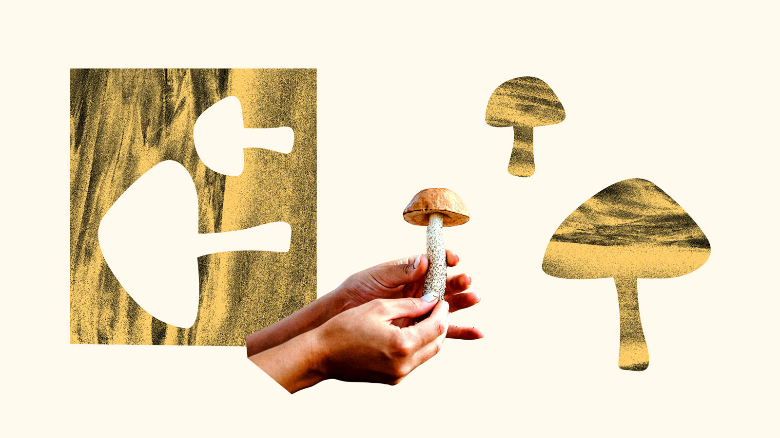 Hands holding foraged mushroom surrounded by yellow mushroom shapes