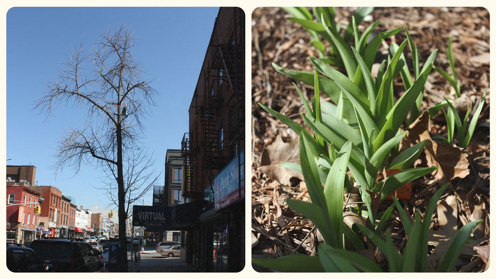 Side-by-side photos of a tree on a New York street and plants sprouting bordered by a film-strip-inspired frame