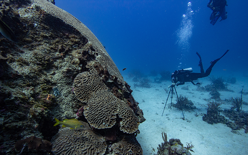 Scuba diver handles camera on tripod pointed at coral