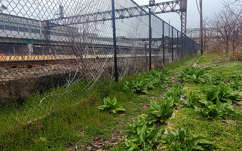 Plants growing along a black fence