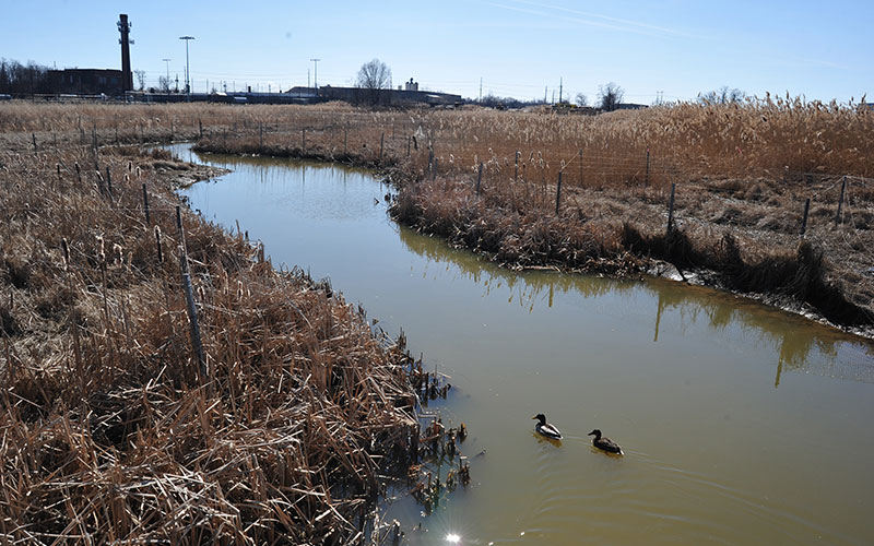 Two ducks swim along a wetland park waterway