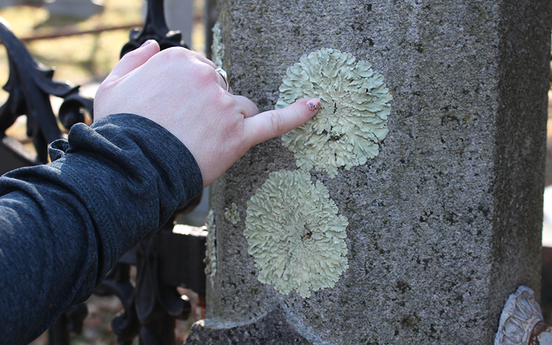 Person points to light green lichen with their pinky