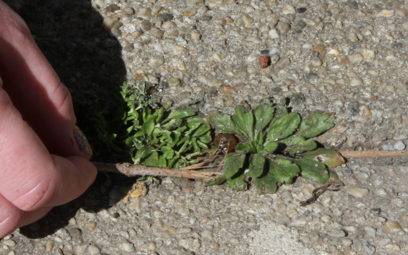 Snail shell among weeds in sidewalk crack