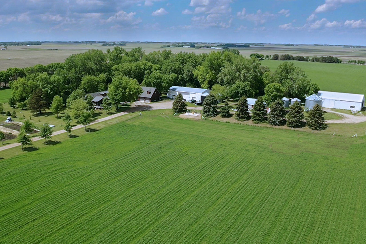 Aerial view of farm's field, lined by trees
