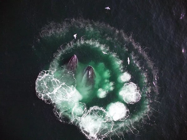 A drone image captured by Moore's team shows two North Atlantic right whales breaching off the coast of Massachusetts.