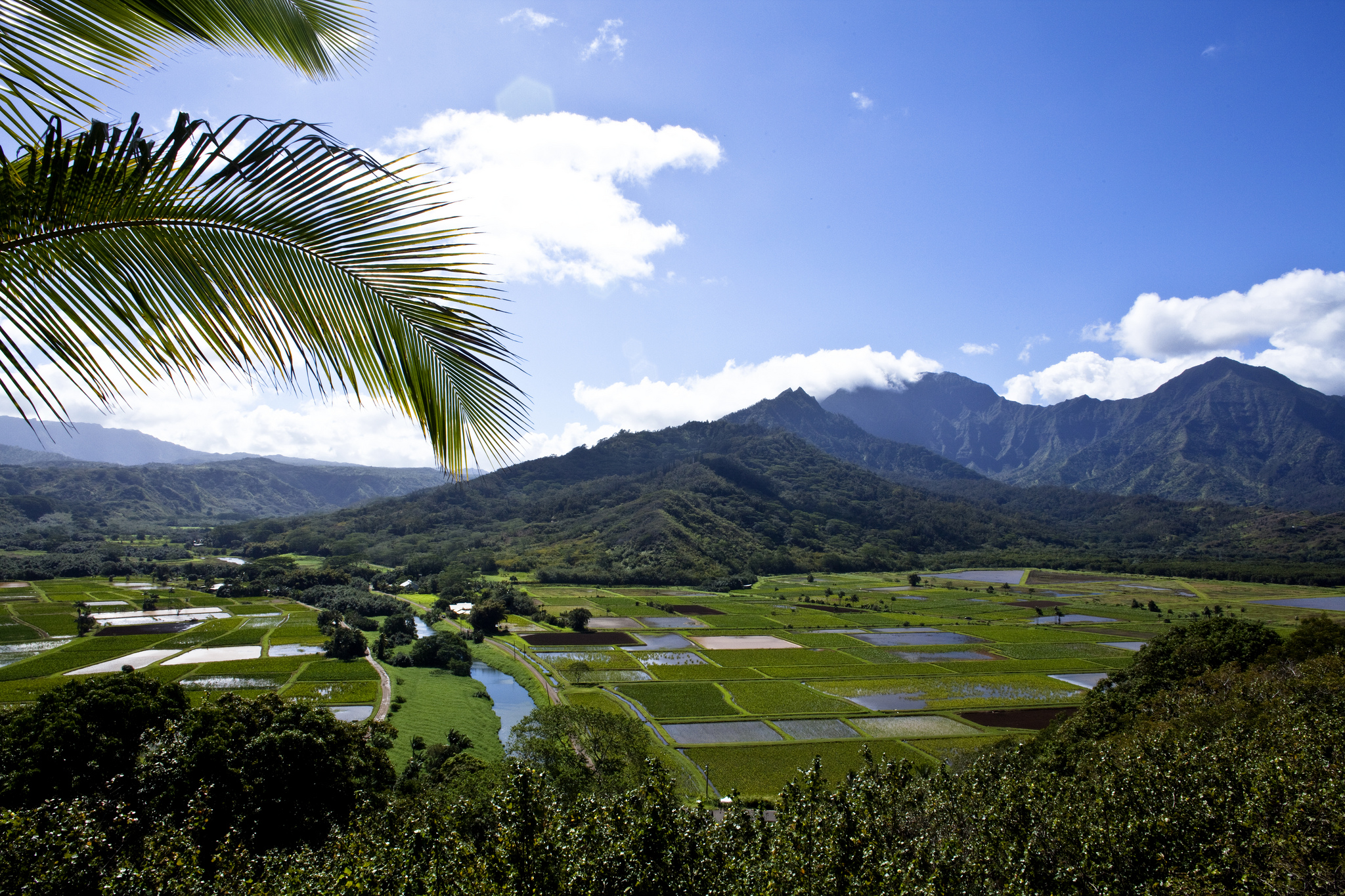 Kauai fields