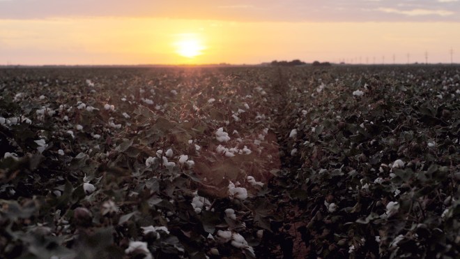 cotton-field-sunrise