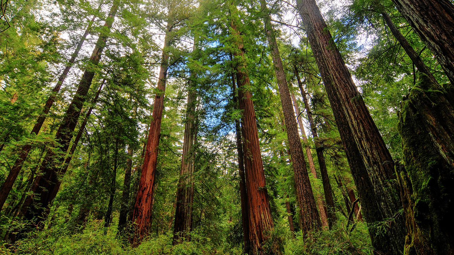 California Shrinking Trees