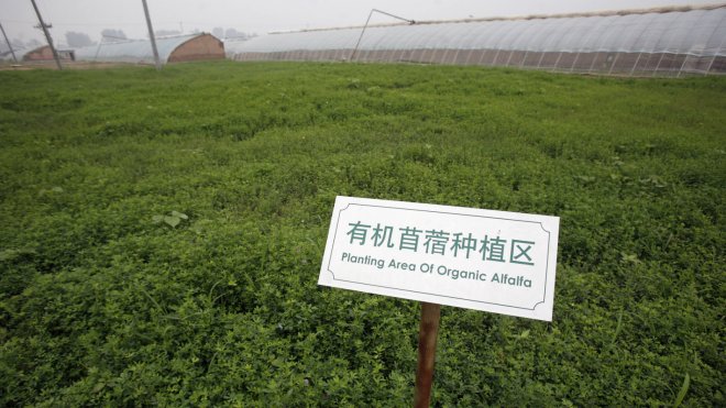Alfalfa is one of the legumes that harbors nitrogen-fixing bacteria