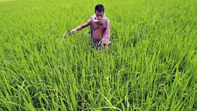 Fertilizing rice in Agartala, India