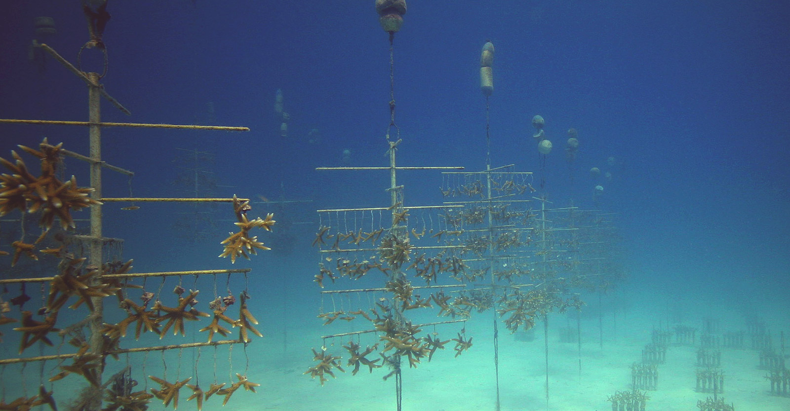 The Coral Restoration Foundation's nursery is made up of PVC-pipe "trees" where corals grow quickly in the nutrient-rich current.