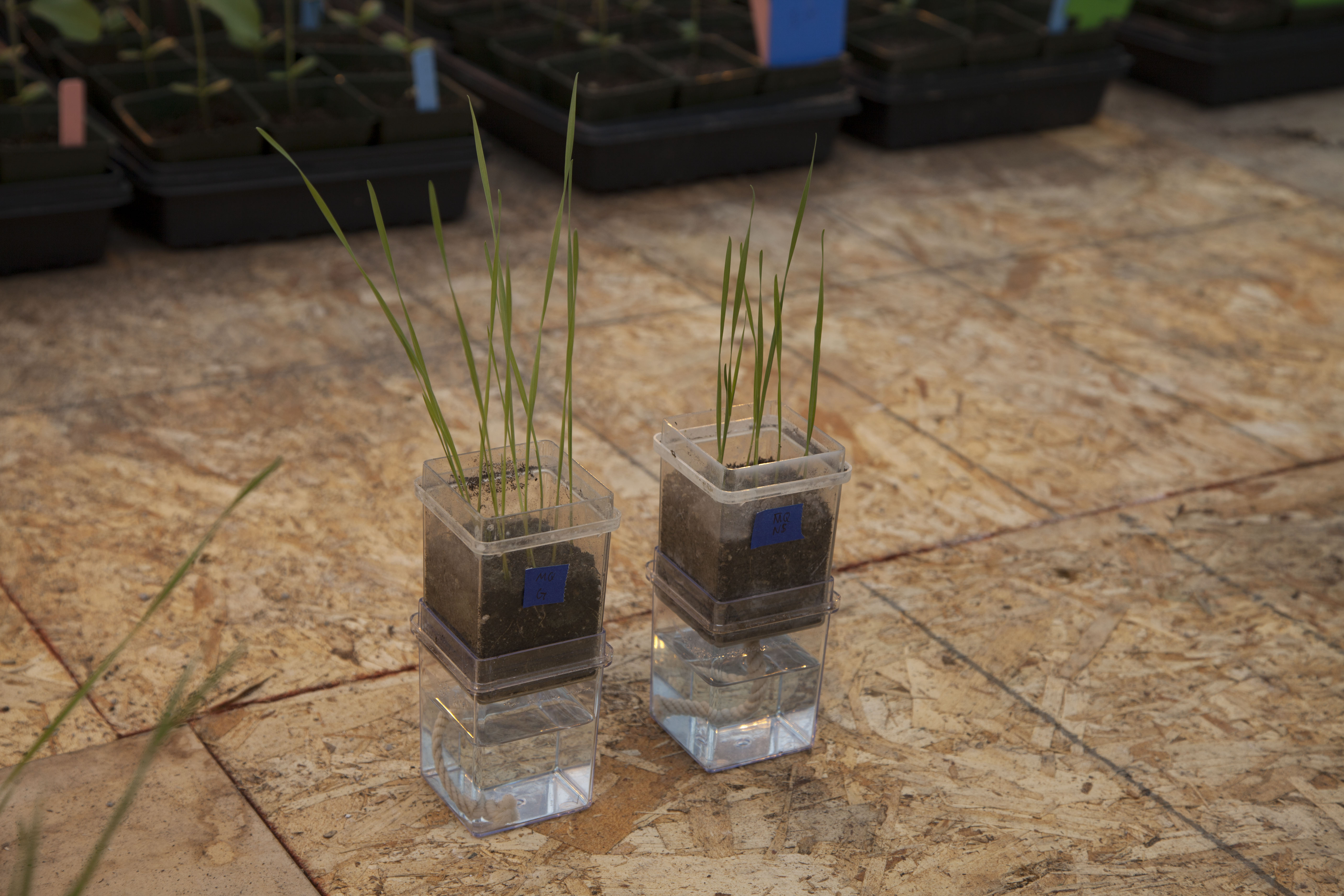 Rice plants treated with endophytes (left) show more biomass growth than untreated plants (right). 