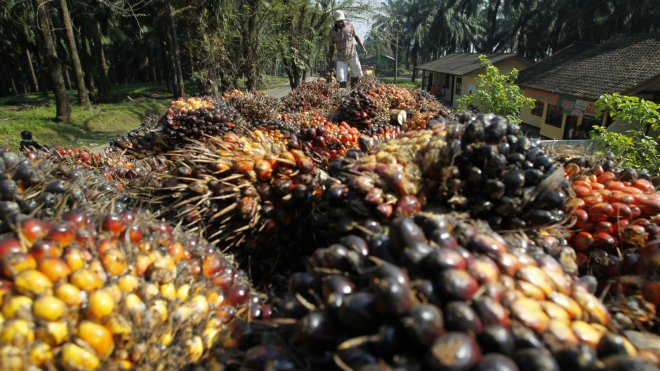 Indonesia oil palm fruit