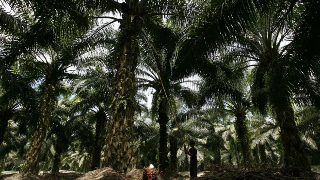 Palm oil harvest Indonesia