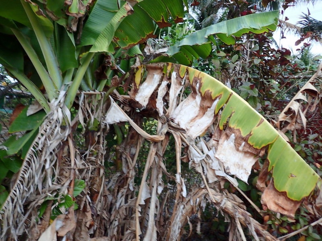 Dried vegetation on Majuro.