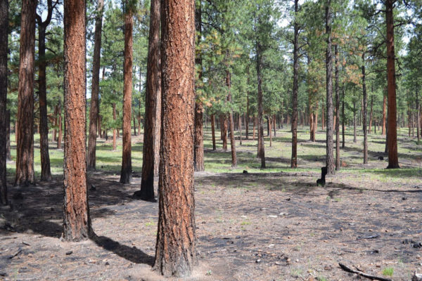 Today, 108,000 acres of burned forest have been restored through strategic thinning and prescribed burns.