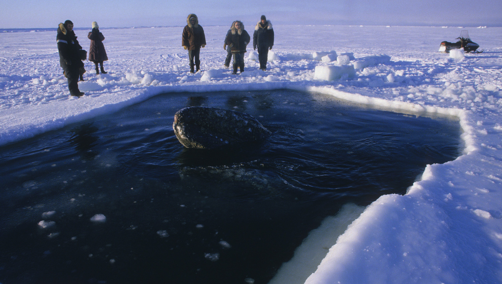 Whale Rescue barrow AK