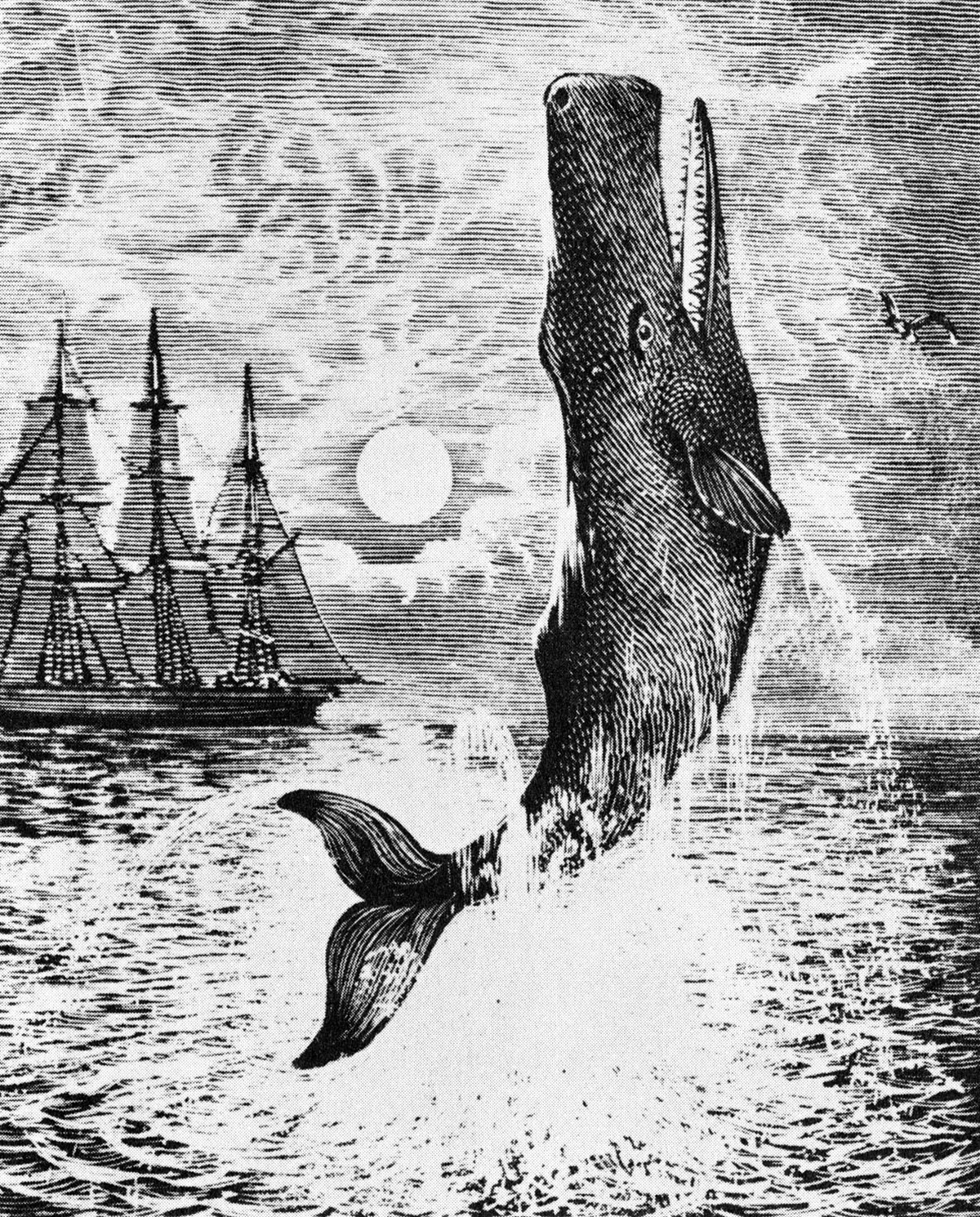 Illustration of Moby Dick from Herman Melville's novel 'Moby-Dick'.