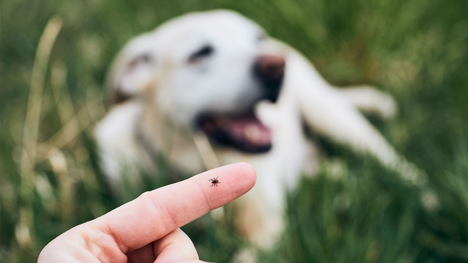 Close-up view of tick on human finger against a background of a dog lying in grass.