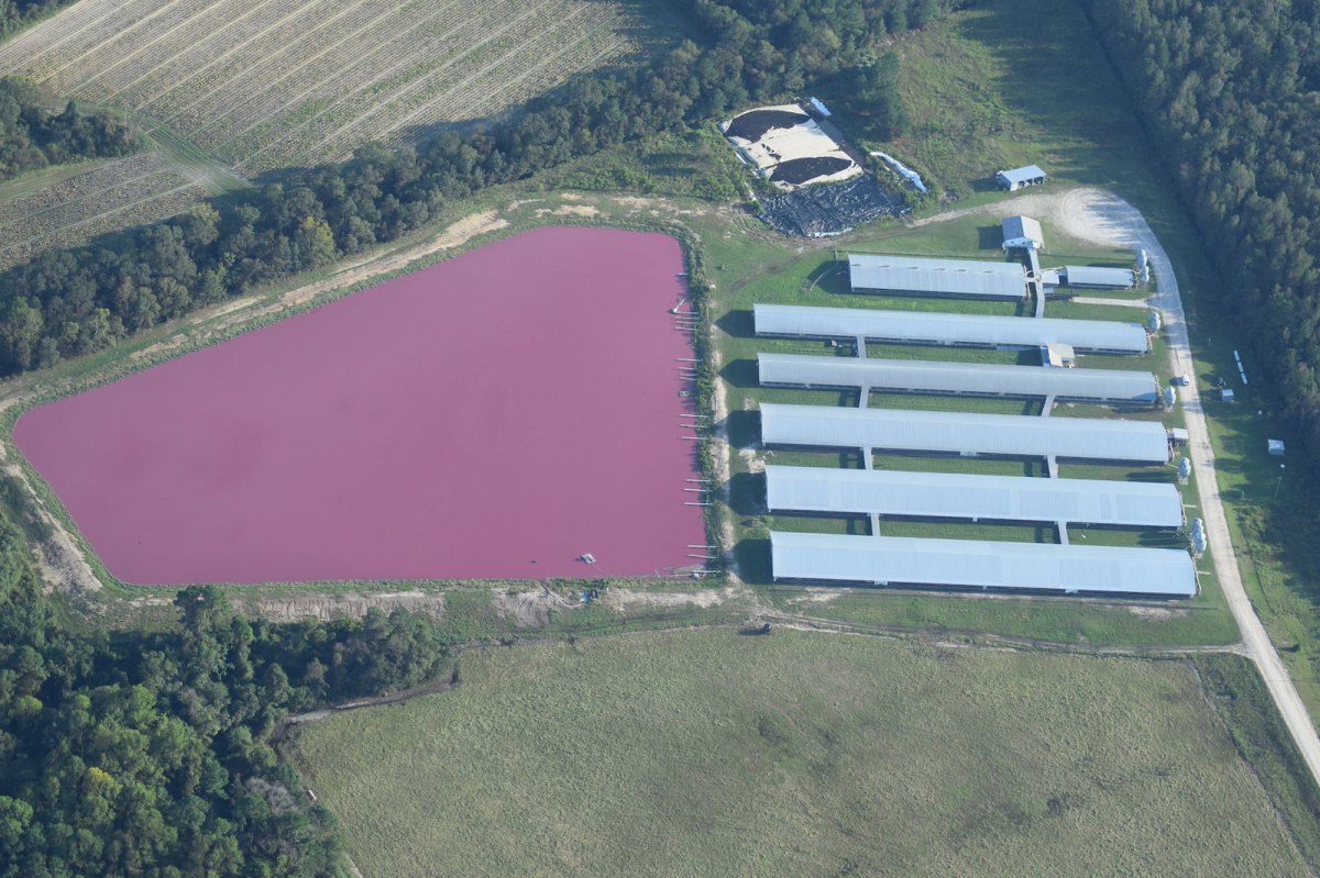 aerial photo of hog grow operation in Sampson county with pink waste lagoon