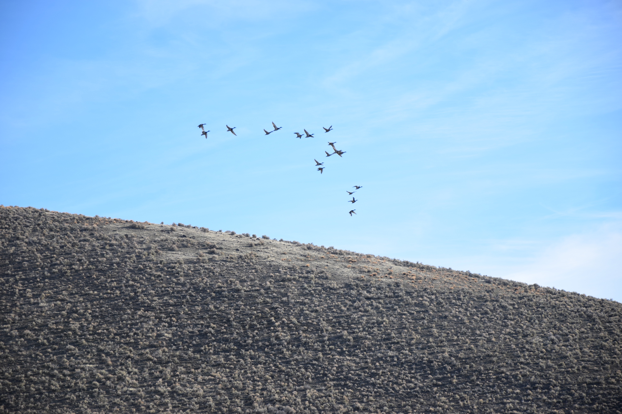 Birds take to the air near Thacker Pass