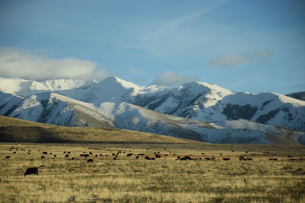 A photo of Orovada, Nevada, with snow-covered mountains in the background and cows grazing in the foreground