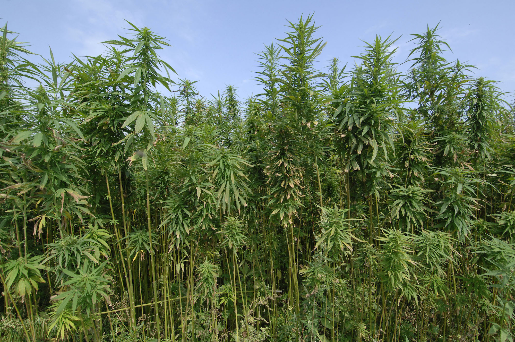 a photo of tall, green stalks of hemp against a blue sky