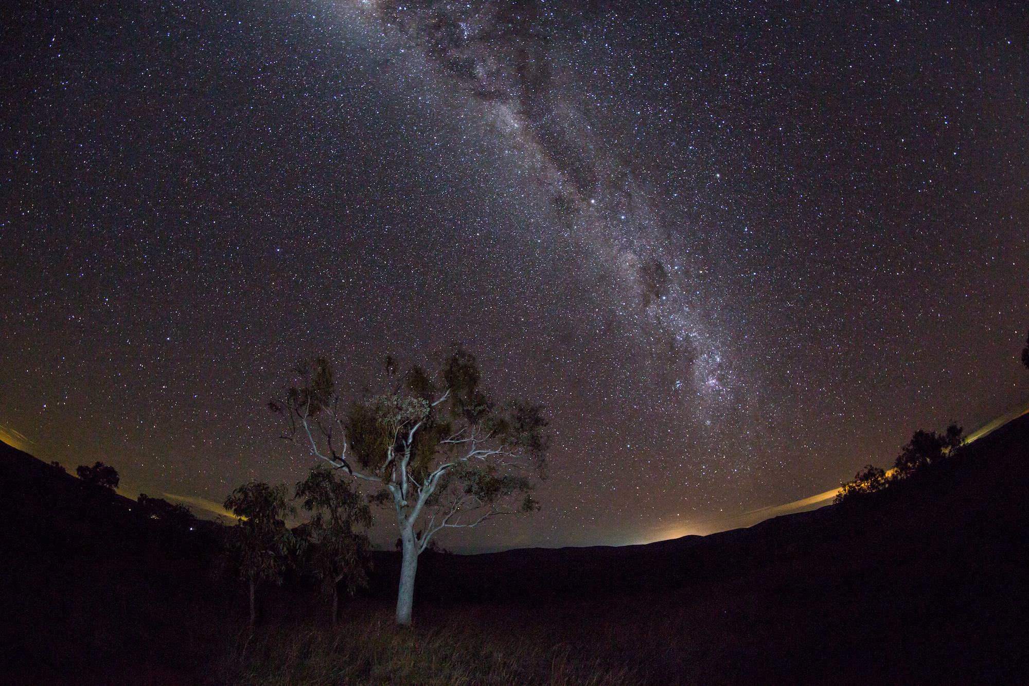 A snappy gum tree in the center of the photo. Above, a night sky full of stars