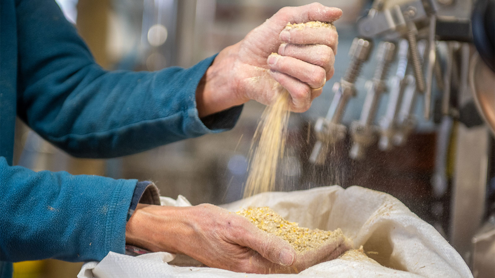 Hands pouring barley to make beer