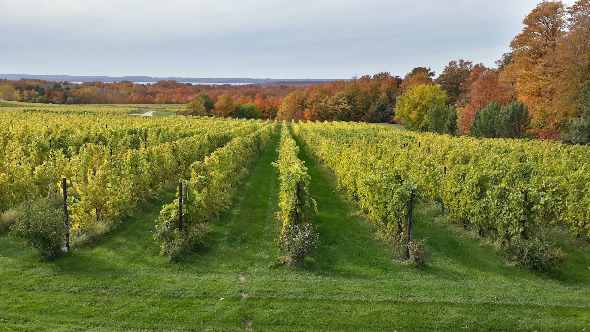 A photo of rows of green grape vines in the foreground. In the background, there are trees with fall foliage