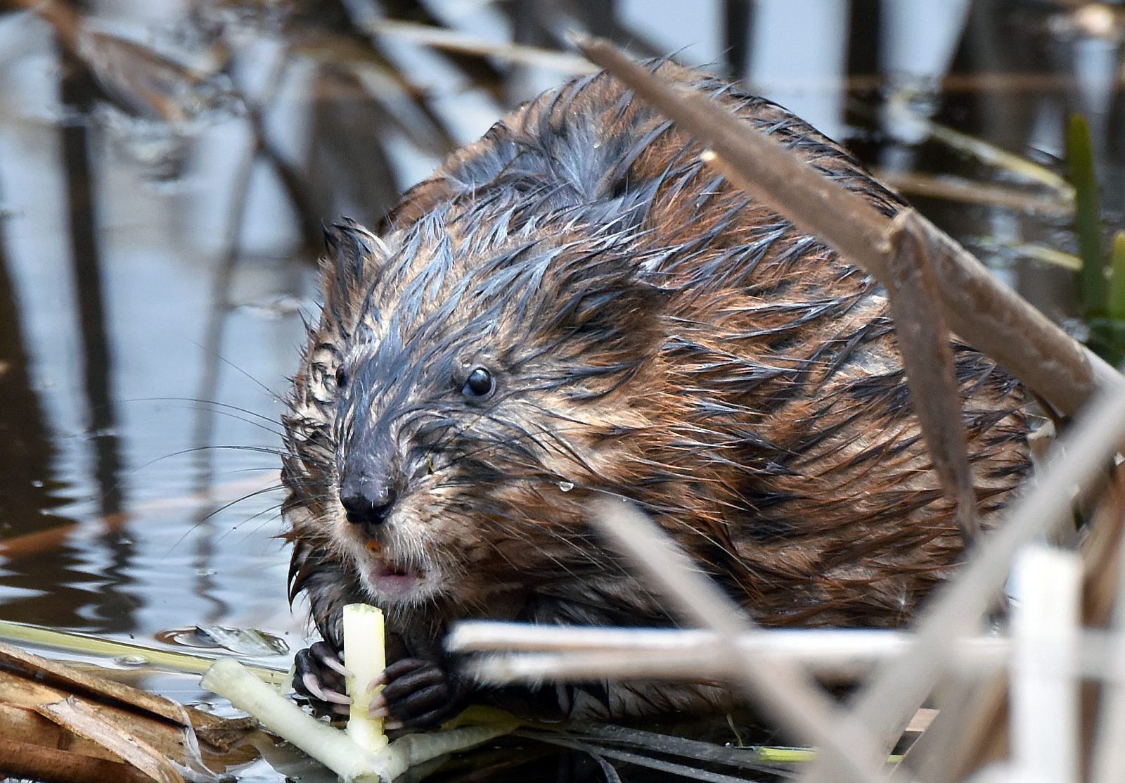 A muskrat in Great Meadows National Wildlife Refuge in Concord, Massachusetts