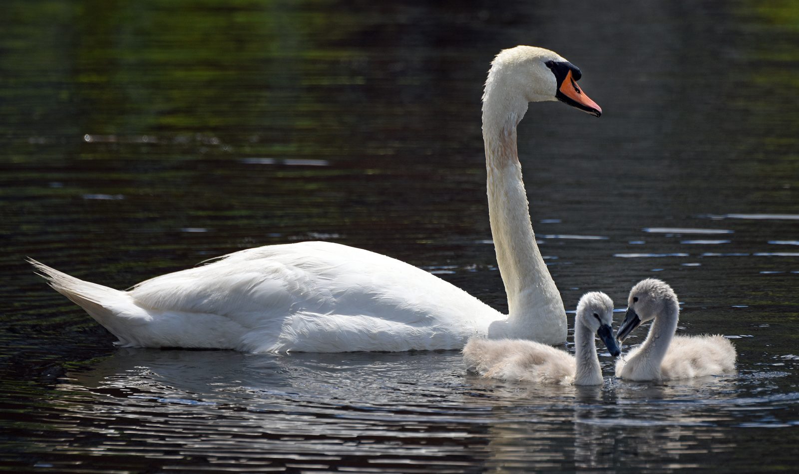 Father swan and two chicks on the Charles River