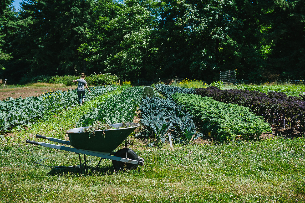 A lush green garden scene with rows of vegetables planted on a green lawn and a wheelbarrow in the foreground.
