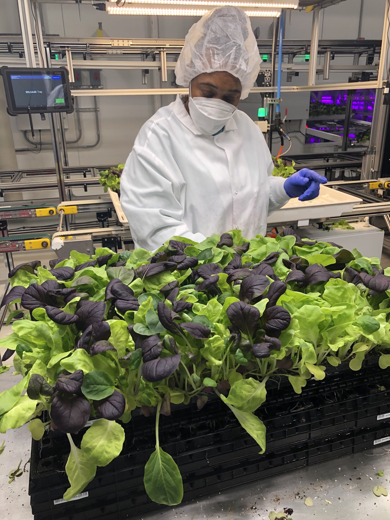 a worker in a white hair covering, cover-alls, and purple gloves stands hear a big tray of baby lettuces grown indoors