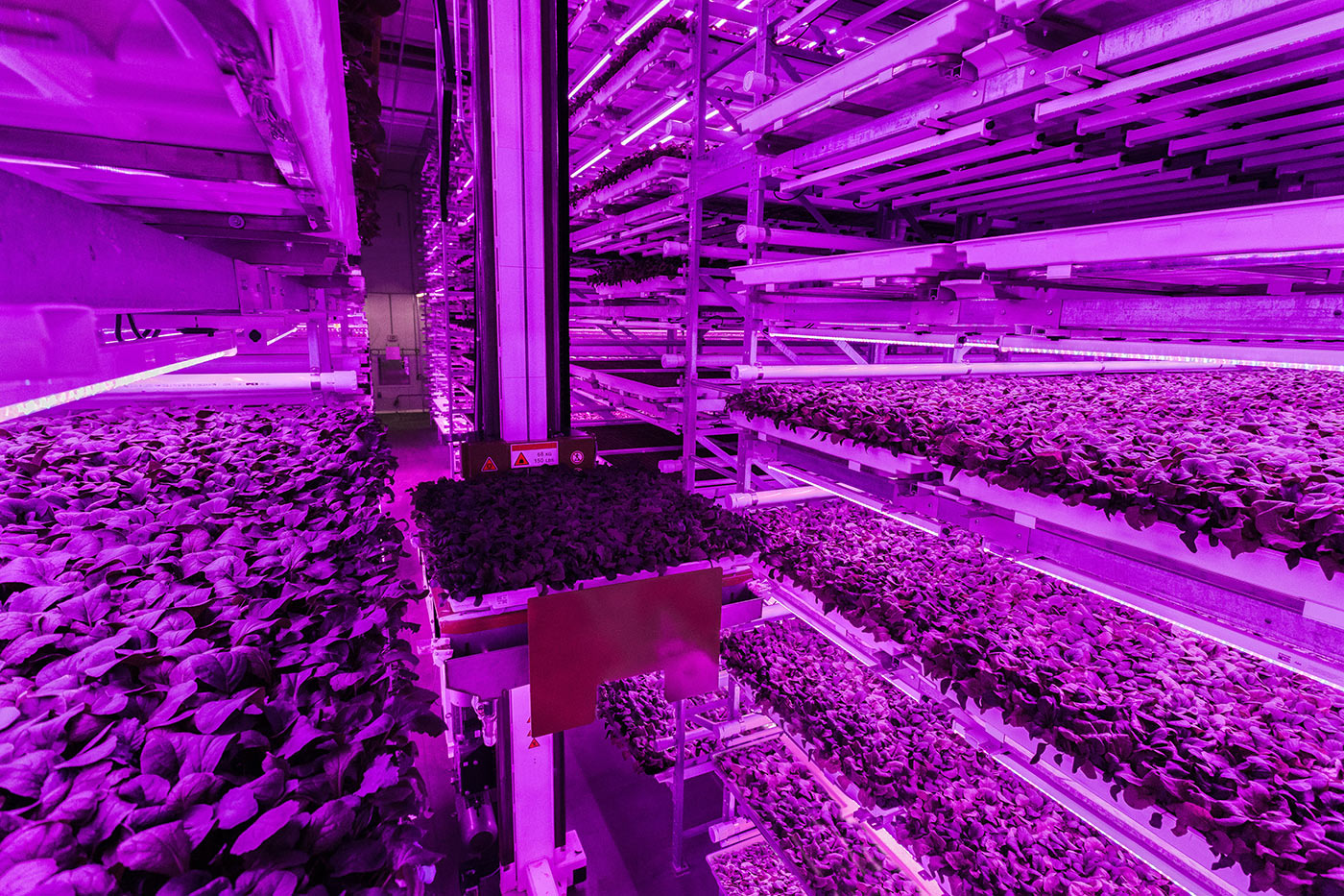 A robot moves between trays of baby greens at Fifth Season