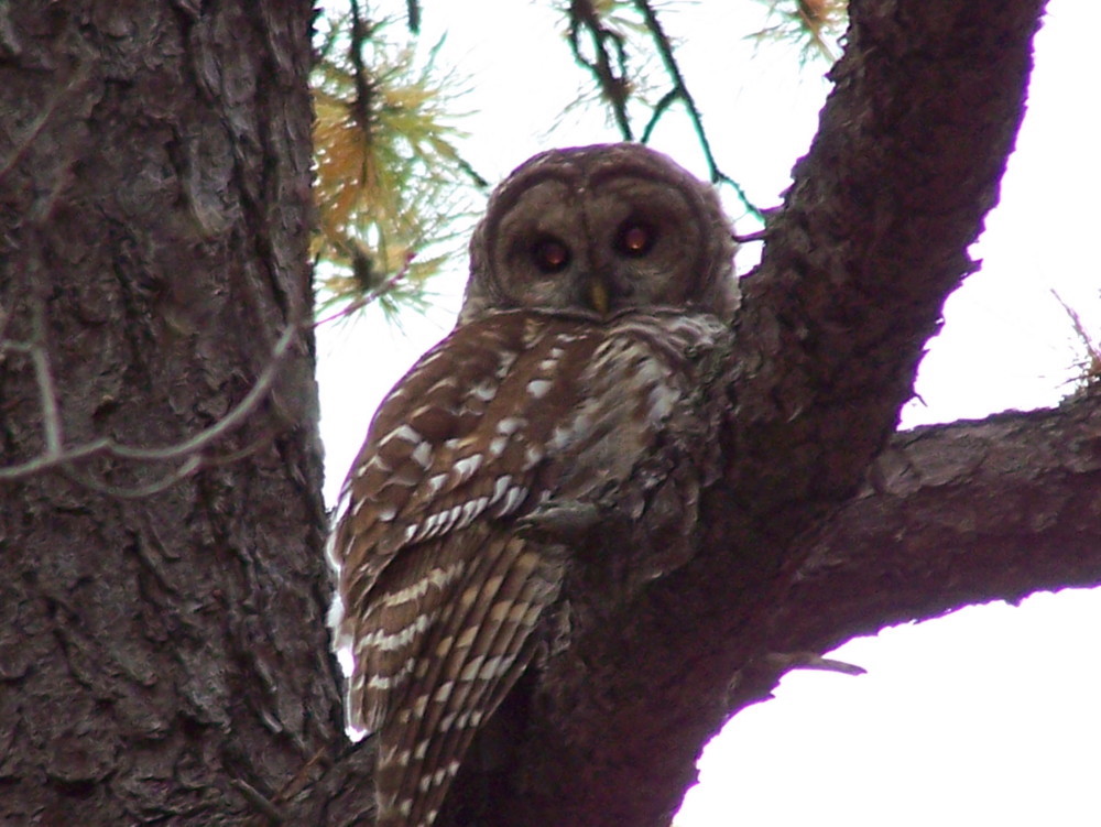 an owl in a tree