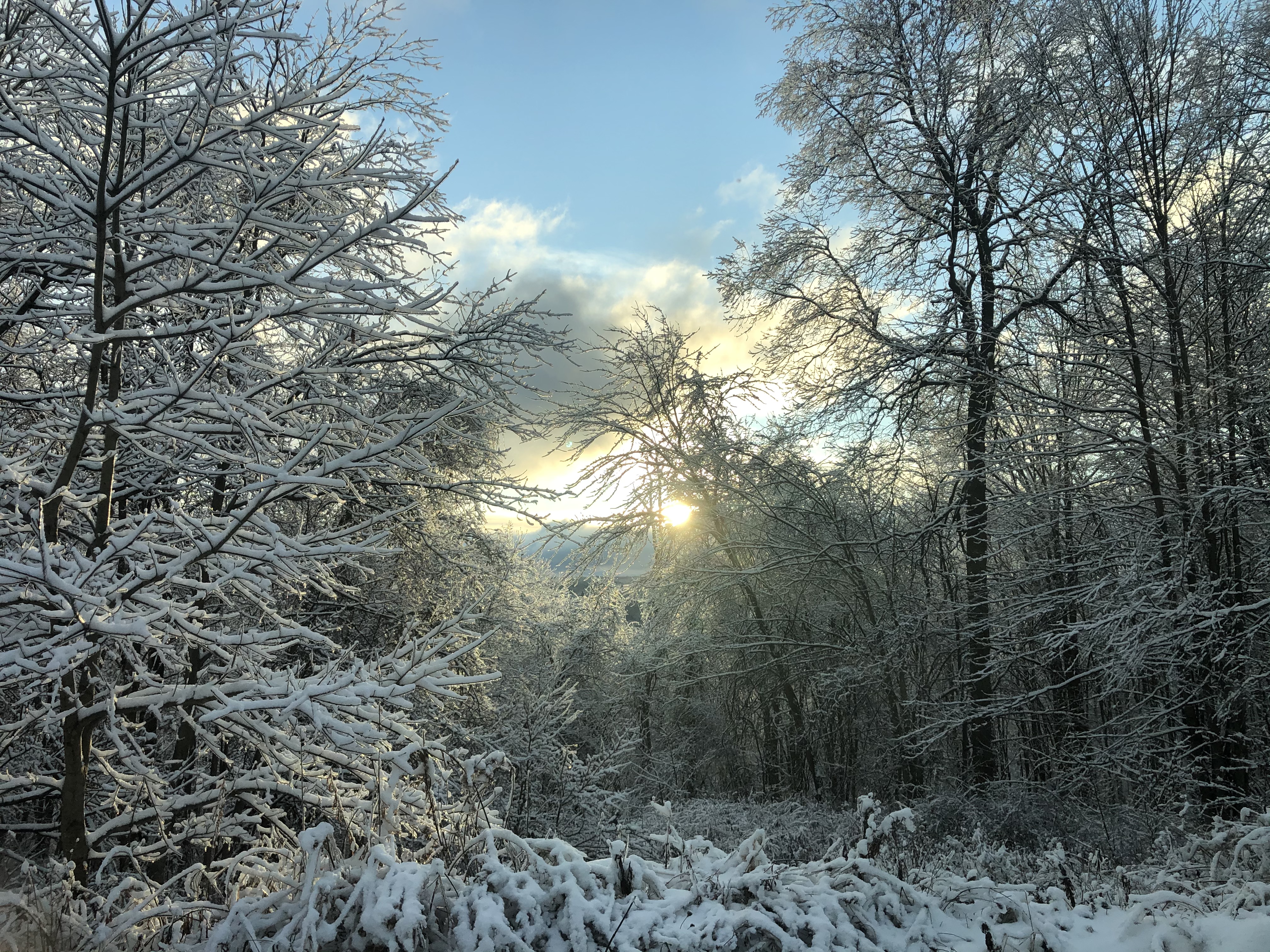 a frozen forest in western Pennsylvania