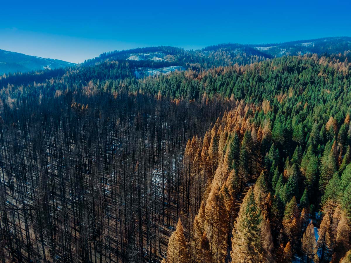The burn line from the North Complex fire where trees transition rapidly from black to green.