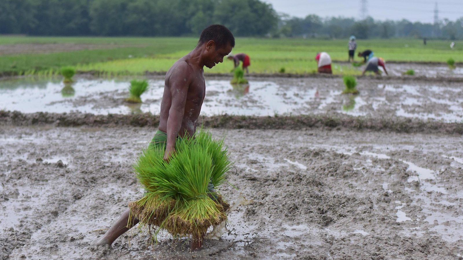 A farmer carries rice seedlings to be planted in a paddy field at a village in Nagaon district of India's northeastern state of Assam, on July 3, 2021.